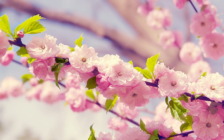 Сакура, розовые цветы, лепестки, цветение, весна, розовый цветок, сакура, розовый, цветы, лепестки, цветение, весна, HD обои
