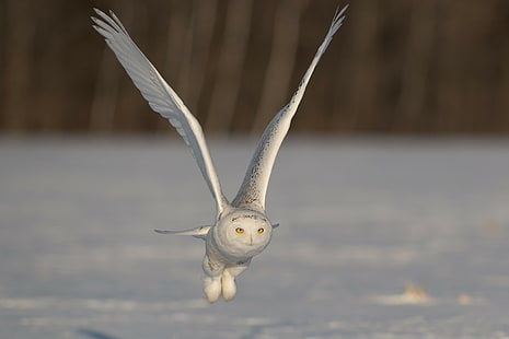 Снежна бухал, снежна сова, полет, крила, пляскане, HD тапет HD wallpaper