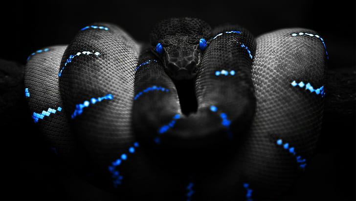 змея, синий, черный, выборочная окраска, удав, цифровое искусство, HD обои