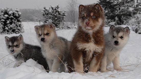 husky, neve, cuccioli, cucciolo, cagnolino, cane, inverno, Sfondo HD HD wallpaper