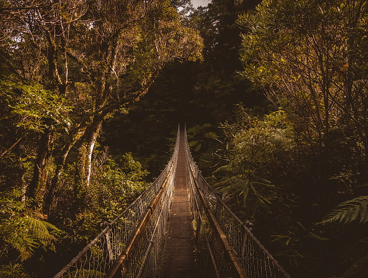 pont en bois marron et blanc, pont suspendu, pont, arbres, Fond d'écran HD