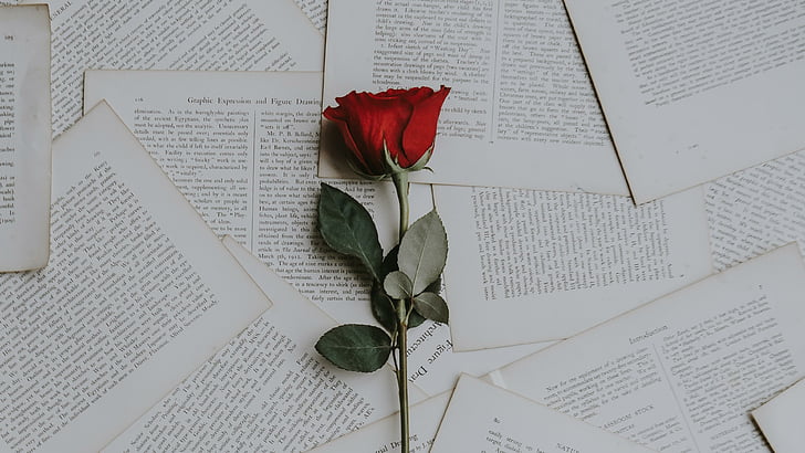 red rose, rose, book pages, flower, paper, petal, book page, page, pages, romantic, HD wallpaper