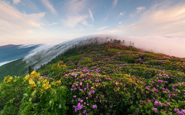 ดอกโรโดเดนดรอนดอกไม้ภูเขาหมอกยามเช้าเทือกเขาบลูริดจ์เทือกเขาแอปปาเลเชียนเส้นทาง Roan Peaks ภูมิทัศน์ 2560 × 1600, วอลล์เปเปอร์ HD