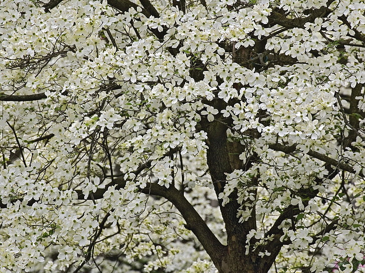 arbre en fleurs blanches, arbre, floraison, printemps, fleurs, kentucki, jardin, Fond d'écran HD