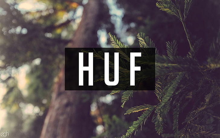 pinheiro com sobreposição de texto Huf, natureza, escrita, floresta, HD papel de parede