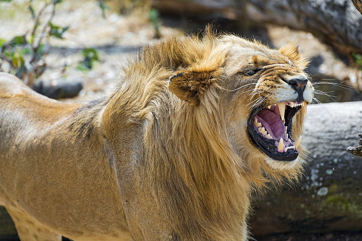 Angry, cat, face, fury, Growl, jaws, lion, Mane, predator, rage, teeth, wild, Young, HD wallpaper