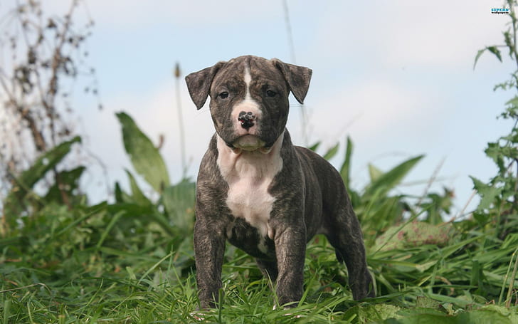 Filhote De Staffordshire Bull Terrier, Staffordshire, terrier, filhote de cachorro, touro, bonito, animal, adorável, animais, HD papel de parede