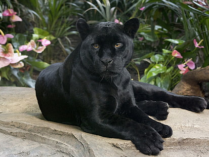 negro, gato, guapo, jaguar, mirada, pantera, salvaje, Fondo de pantalla HD HD wallpaper