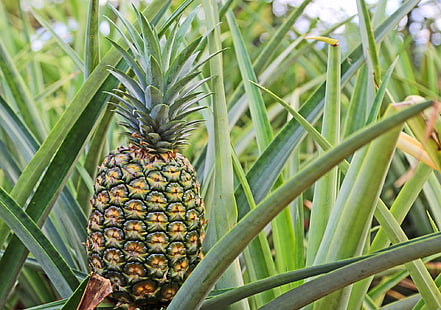 sfondo di ananas, Sfondo HD HD wallpaper