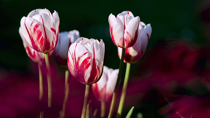 tulip, tulip, taman, musim semi, Wallpaper HD