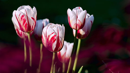 tulipa, tulipas, jardim, primavera, HD papel de parede HD wallpaper