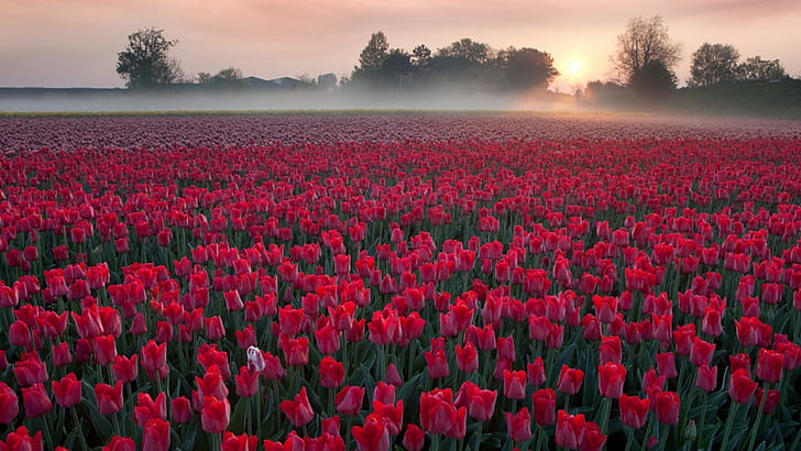 Pole kwiatów z czerwonymi tulipanami Wschód słońca Poranna mgła Parowanie Tapeta Hd Samsung Mobile Phone 1920 × 1080, Tapety HD
