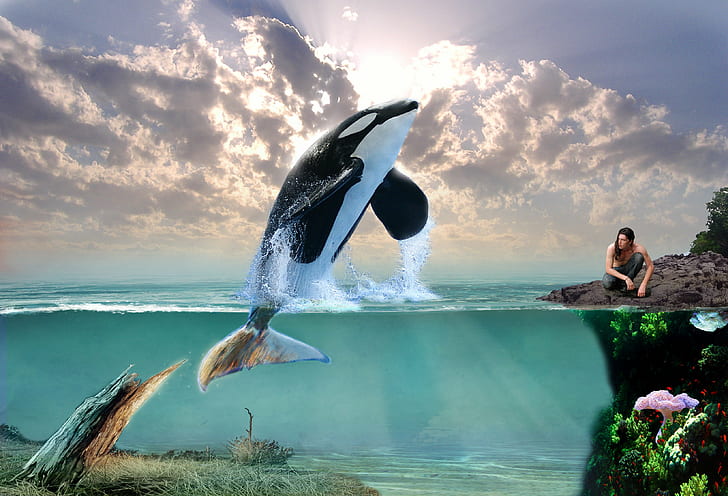 3d, art, creative, Dolphin, fantasy, ocean, Orca, Whale, HD wallpaper