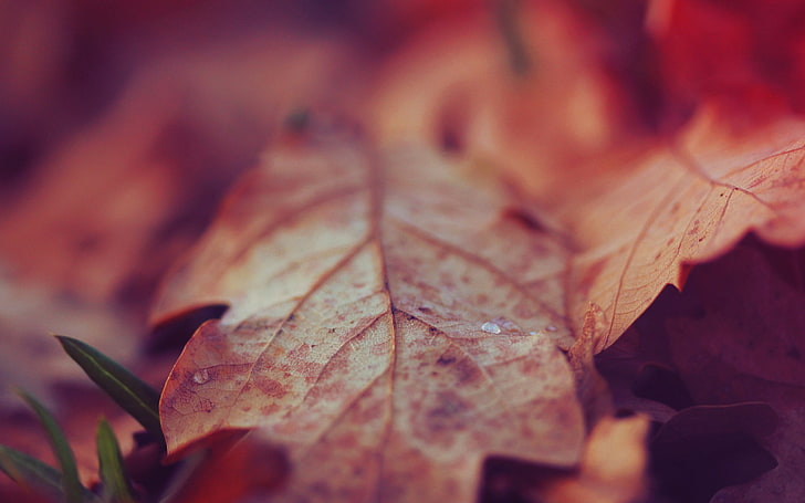 uschnięty brązowy liść, natura, makro, liście, Tapety HD