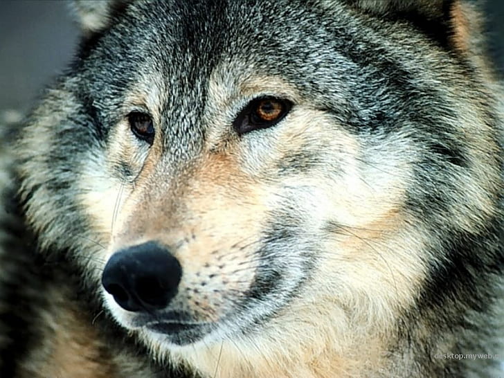 Tiere Hund Wild Gaze Tiere Hunde HD Art, Predator, Tiere, Hund, Wölfe, Blick, grauer Wolf, HD-Hintergrundbild