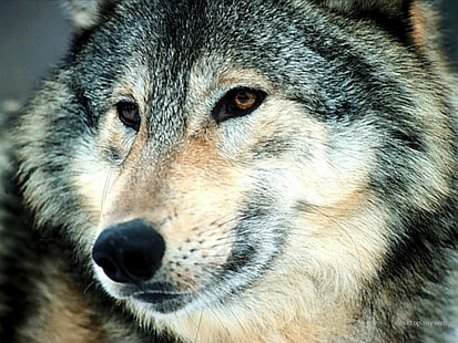 Tiere Hund Wild Gaze Tiere Hunde HD Art, Predator, Tiere, Hund, Wölfe, Blick, grauer Wolf, HD-Hintergrundbild HD wallpaper