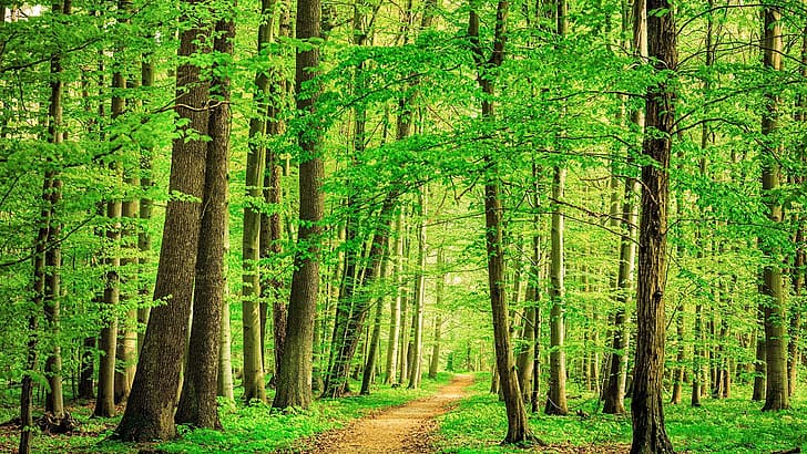 природа, дървета, гора, листа, черен път, бук, Германия, HD тапет