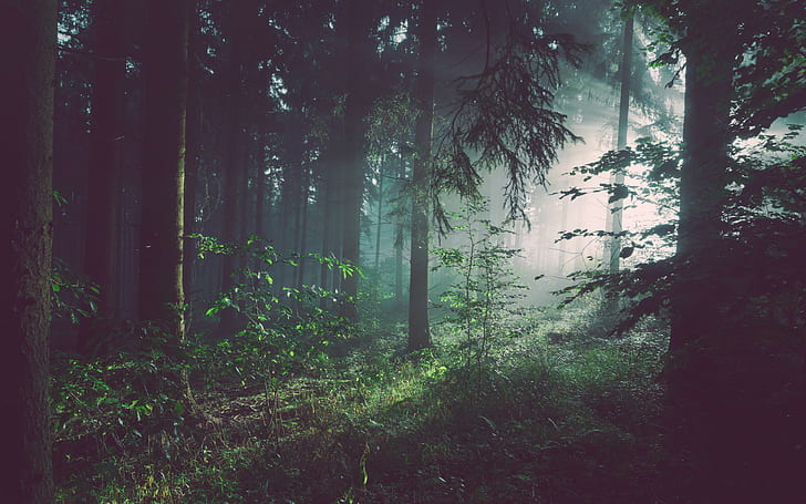 floresta, árvores fundos, nevoeiro, baixar 3840x2400 floresta, HD papel de parede