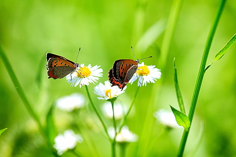 dwa motyle pospolite niebieskie siedzące na białych płatkach kwiatów fotografia zbliżeniowa, randki, para, zwykły błękit, motyle, białe, kwiaty, fotografia zbliżeniowa, Canon EOS, motyl, zieleń, owad, makro, natura, roślina, Saitama JAPONIA, 日本, Ageo, shi, motyl - owad, kwiat, zwierzę, lato, piękno w przyrodzie, zbliżenie, zielony kolor, zwierzęce skrzydło, wiosna, Tapety HD HD wallpaper