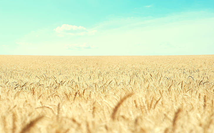 Пшенично поле HD, природа, поле, пшеница, HD тапет