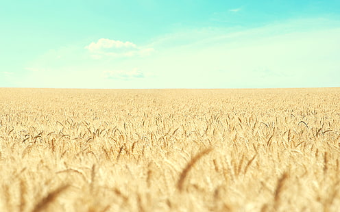 Wheat Field HD, naturaleza, campo, trigo, Fondo de pantalla HD HD wallpaper