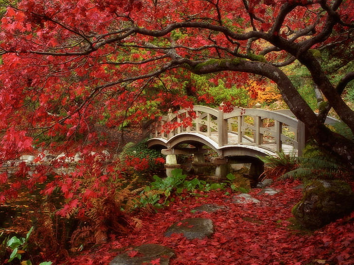 Jepang, daun merah, jatuh, jembatan, anak sungai, pohon, Wallpaper HD