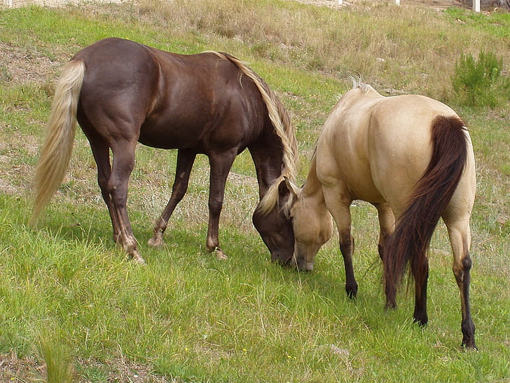 2頭の馬カバロス馬HD、動物、馬、カバロス、 HDデスクトップの壁紙