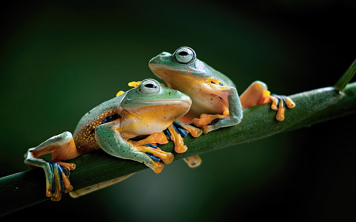 Javan Torrent Frog Huia Masonii Вид эндемичной лягушки в семье Ranidae на Яве Индонезия Обои Ultra Hd для настольных мобильных телефонов и ноутбуков 3840 × 2400, HD обои