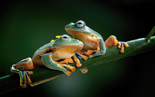 Javan Torrent Frog Huia Masonii Rodzaj endemicznej żaby w rodzinie Ranidae w Javie Indonezja Ultra HD Tapety na stacjonarne telefony komórkowe i laptopa 3840 × 2400, Tapety HD HD wallpaper