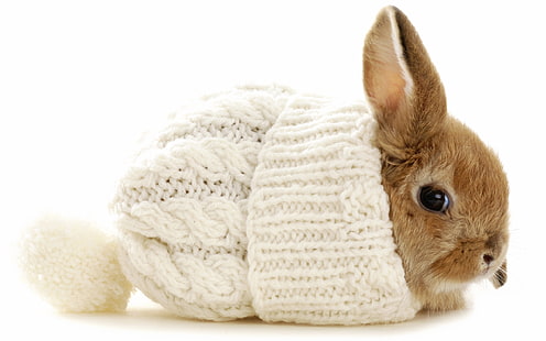 коричневый кролик, зима, шапка, кролик, HD обои HD wallpaper
