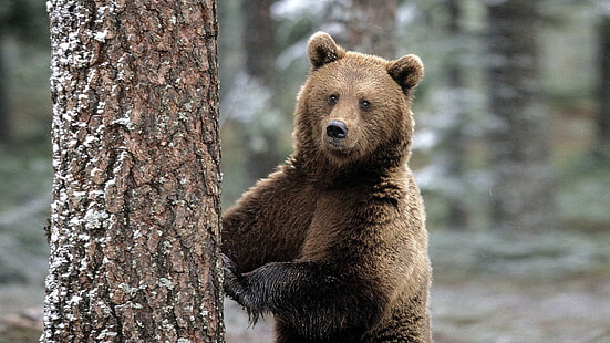 бурый медведь гризли, животные, медведи, HD обои HD wallpaper