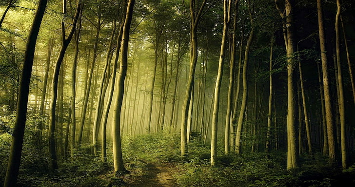 おとぎ話、森、緑、風景、霧、朝、自然、パス、低木、春、日の出、木、 HDデスクトップの壁紙