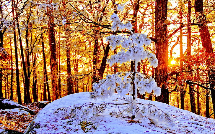 Sol e neve, floresta, natureza, neve, inverno, abeto, 3d e abstrato, HD papel de parede