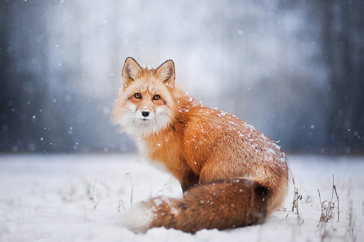 brown fox, winter, snow, Fox, HD wallpaper