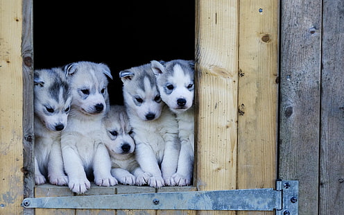 かわいいハスキーの子犬、子犬、ハスキー、ハスキーの子犬、かわいい、豪華な、 HDデスクトップの壁紙 HD wallpaper