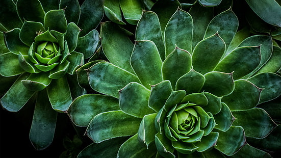 vert, plantes, saturé, vibrant, circulaire, radial, succulentes, rosette succulente, succulente, Fond d'écran HD HD wallpaper