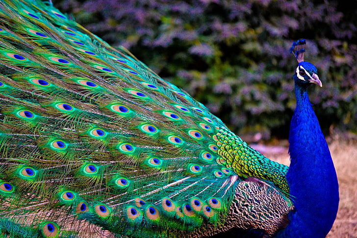 blue and green peacock, bird, colorful, peacock, HD wallpaper