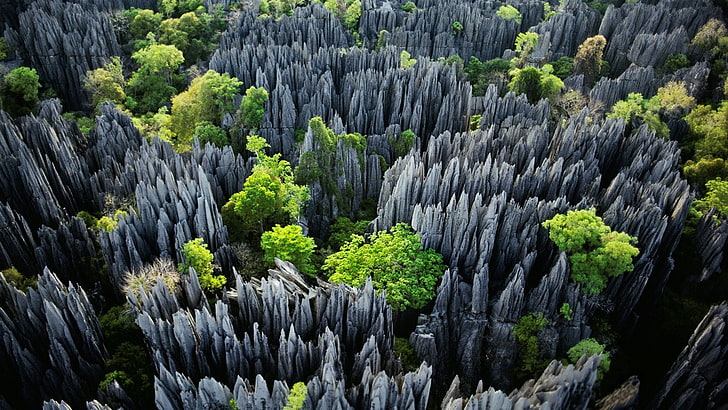 скальные образования с деревьями в дневное время, камни, Мадагаскар, деревья, природа, эрозия, тропический, пейзаж, известняк, Национальный парк Цинги де Бемараха, лес, скалы, HD обои