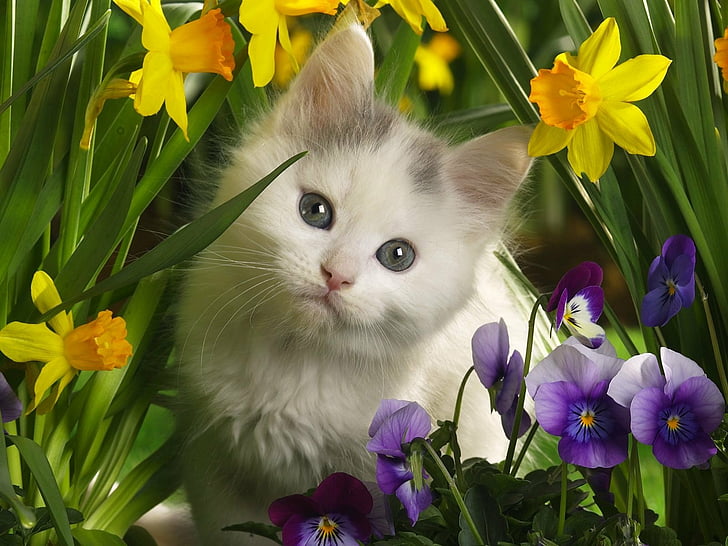 animals, baby, cats, Daffodils, kittens, Pansies, HD wallpaper