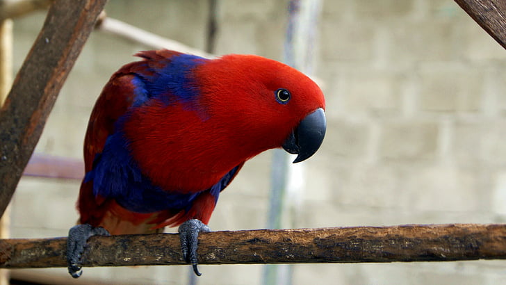 fotografi dangkal fokus burung merah dan biru, burung beo electus, Eclectus roratus, Pulau Gag, merah, Wallpaper HD