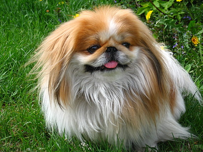 adult tan and white pekingese, pekinese, dogs, grass, fluffy, sitting, HD wallpaper HD wallpaper