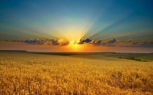 Sommarkväll majsfält, sommar, natur, kväll, majsfält, HD tapet HD wallpaper