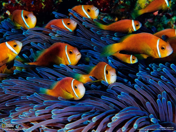 sea anemones, fish, clownfish, animals, HD wallpaper