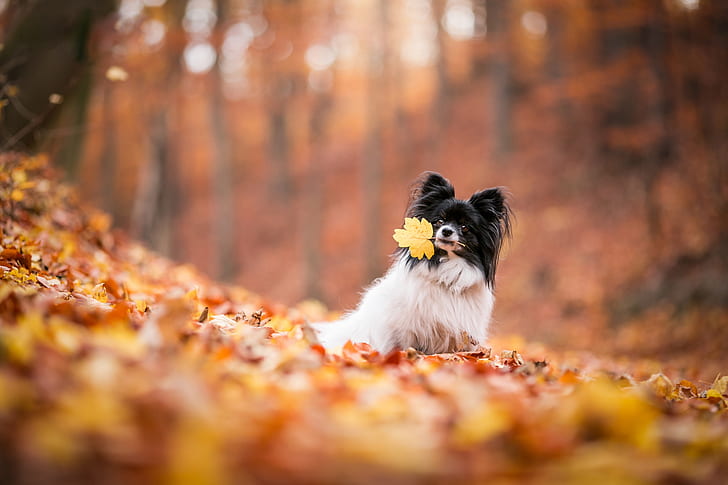 jesień, przyroda, liście, liść, pies, opadające liście, papillon, Tapety HD