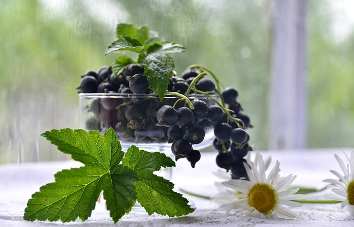 berries, chamomile, black, currants, HD wallpaper