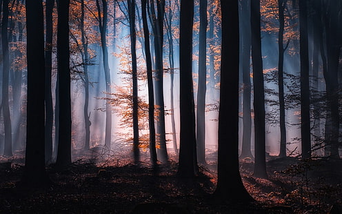 Orangenbäume, Silhouette der Bäume während der Nacht, Natur, Wald, Nebel, Landschaft, Atmosphäre, Sonnenlicht, Blätter, Bäume, Herbst, Sonnenstrahlen, Schatten, HD-Hintergrundbild HD wallpaper