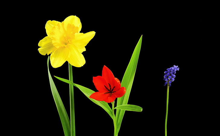 Spring Flowers, Daffodil, Tulip, Muscari,..., Aero, Black, Spring, Color, Flowers, Bright, Contrast, Plant, Season, Tulip, Blossom, Vivid, Daffodil, Muscari, blackbackground, HD wallpaper