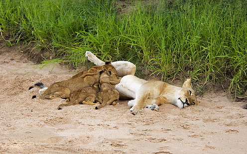 leona y cachorros, leones, arena, joven, tumbado, hierba, Fondo de pantalla HD HD wallpaper