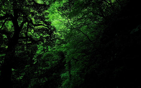 verde, escuro, selva, HD papel de parede HD wallpaper