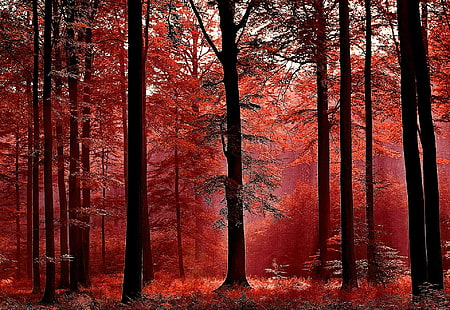 Red haze, brown wooden rainforest, rays, nice, lovely, foliage, fall, trees, forest, nature, pretty, quiet, leaves, haze, beautiful, calm, falling, HD wallpaper HD wallpaper